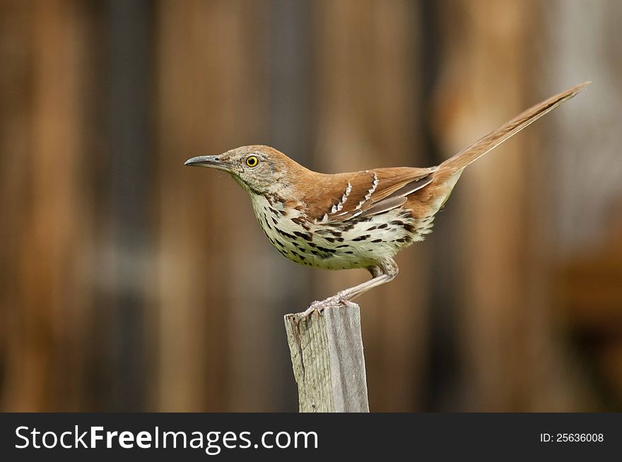 Adult Thrush Bird Sitting On A Wooden Stake.