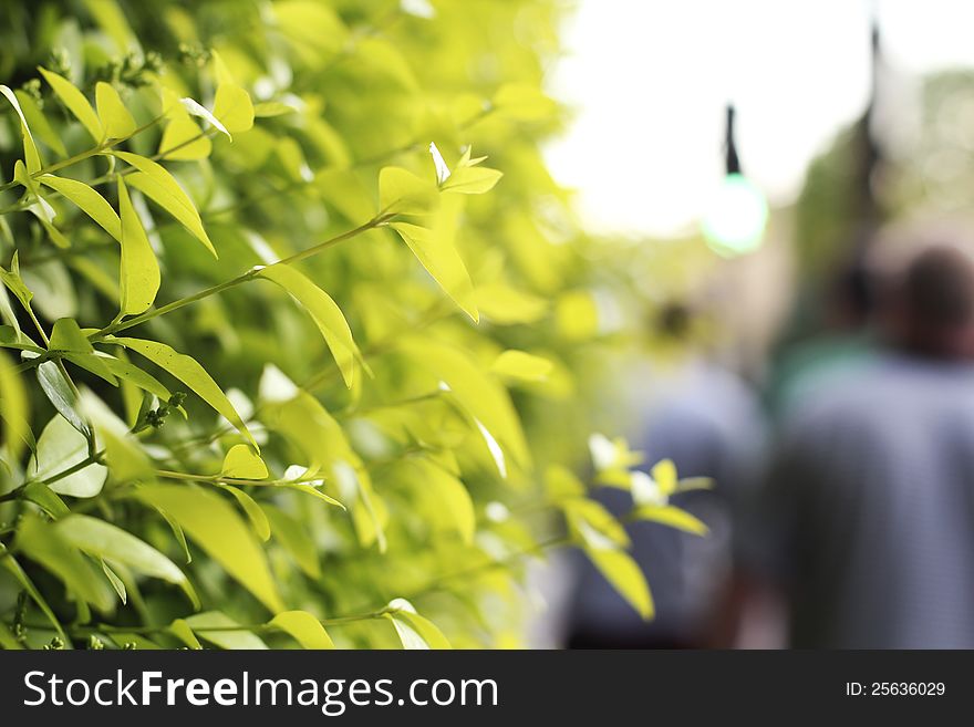 People Walking Past Green Plant Leaves