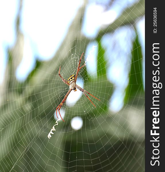 Close up of a golden orb spider on web