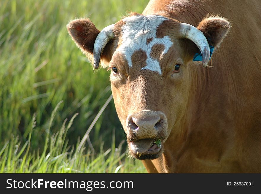 A cow chewing grass seems to dislike the taste. A cow chewing grass seems to dislike the taste.