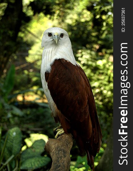 Endangered Indonesia bald eagle (Holiostur Indus) in his habitat. Endangered Indonesia bald eagle (Holiostur Indus) in his habitat