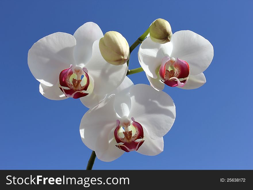 Beautiful white orchid closeup against blue sky