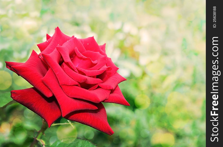 A bright red rose on an unusual green background