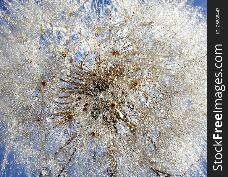 Dandelion in the drops of water on a bright blue sky background. Dandelion in the drops of water on a bright blue sky background