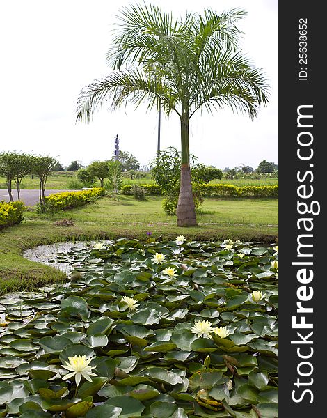 Yellow water lily pond with palm trees.