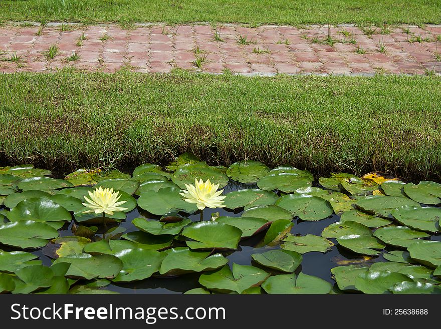 Yellow water lily in a pond with a brick red color on the grass on top. Yellow water lily in a pond with a brick red color on the grass on top.