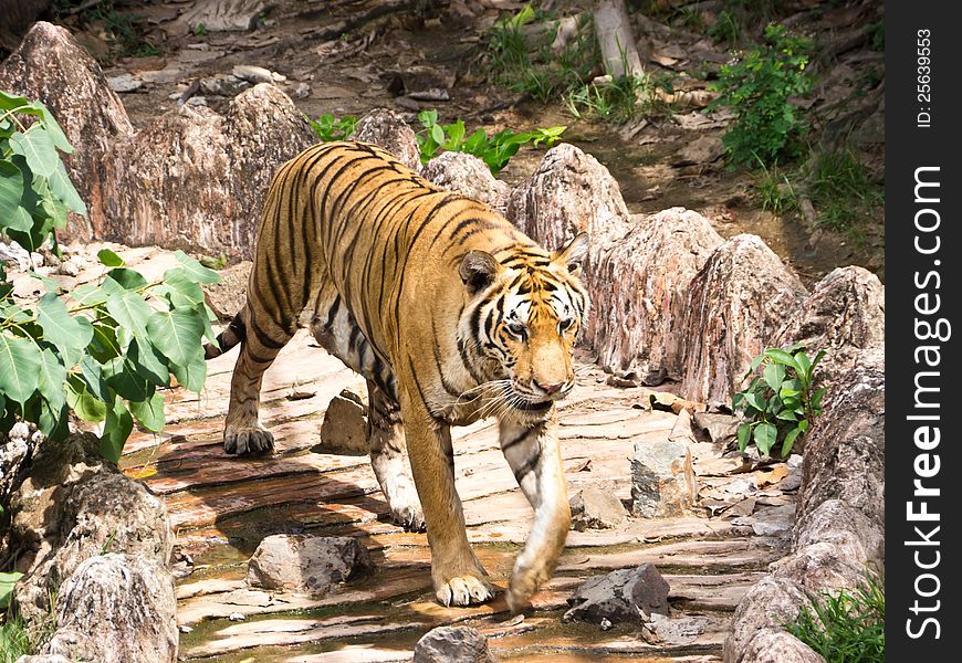 Tiger is walking in zoo, Thailand