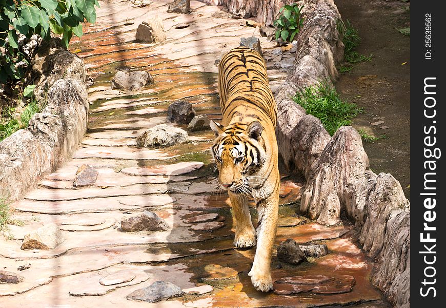 Tiger is walking in zoo, Thailand