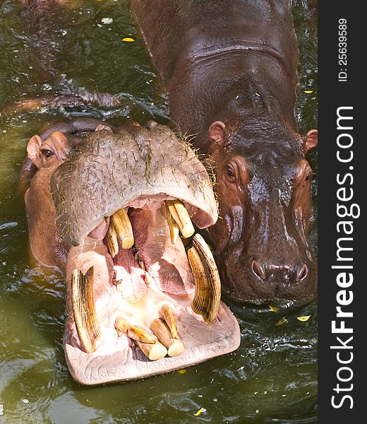 Hippopotamus is waiting for feeding in pond