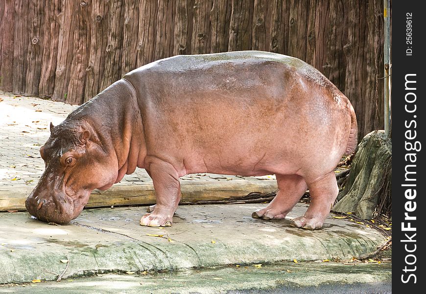 Hippopotamus is standing in zoo, Thailand