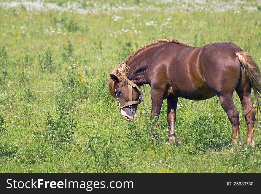 Strong hunky-horse grazing in a meadow