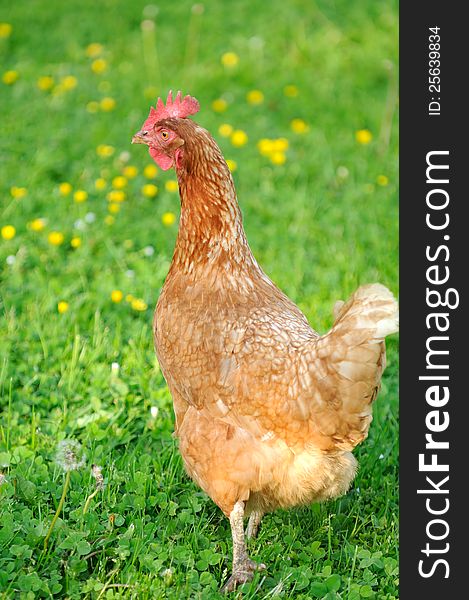 A red chicken walking in the garden in summer. A red chicken walking in the garden in summer