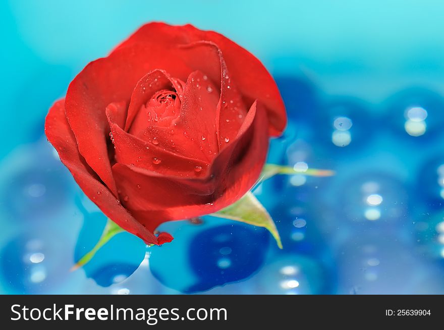 A beautiful red rose with dew drops floating on the water with blue glass stones. A beautiful red rose with dew drops floating on the water with blue glass stones