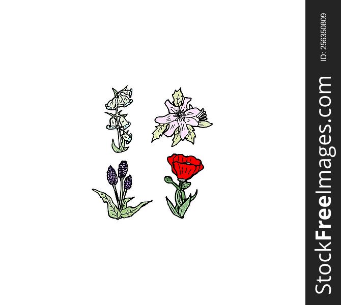 flowers illustration