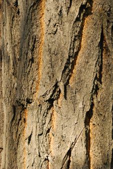 Bark Texture Stock Photos
