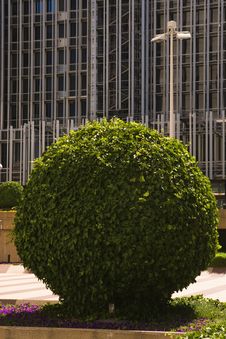 Round Tree In Front Of Building Facade Royalty Free Stock Images Round Tree In Front Of Building Facade Royalty Free Stock Images