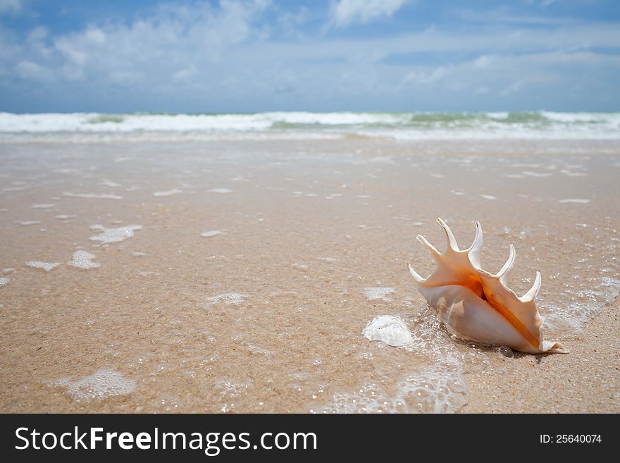 Seashell on the sand of seashore holiday concept