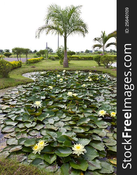 Yellow Water Lily Pond With Palm Trees.