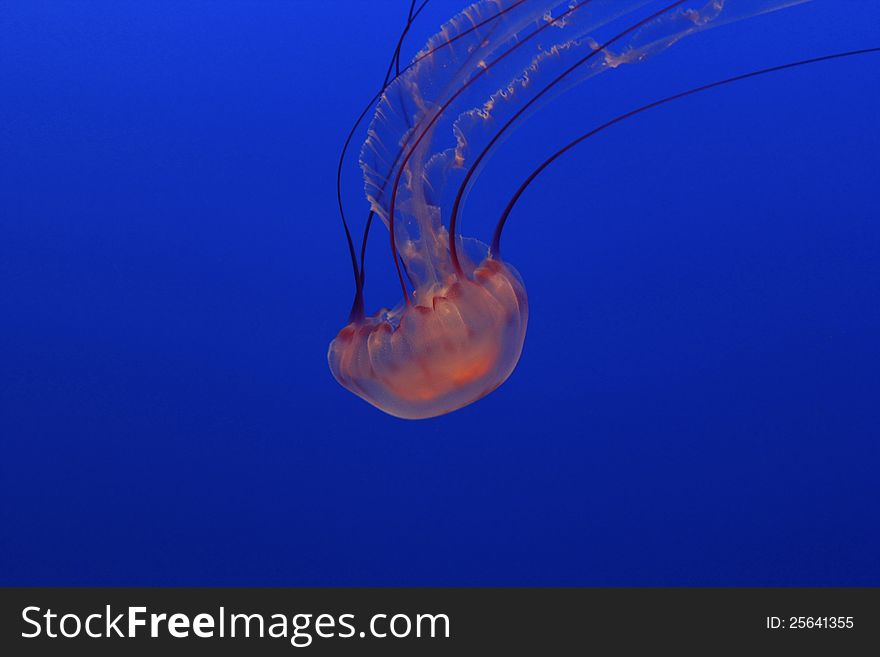 Pacific Sea Nettle Jellyfish floating in an aquarium against a blue background