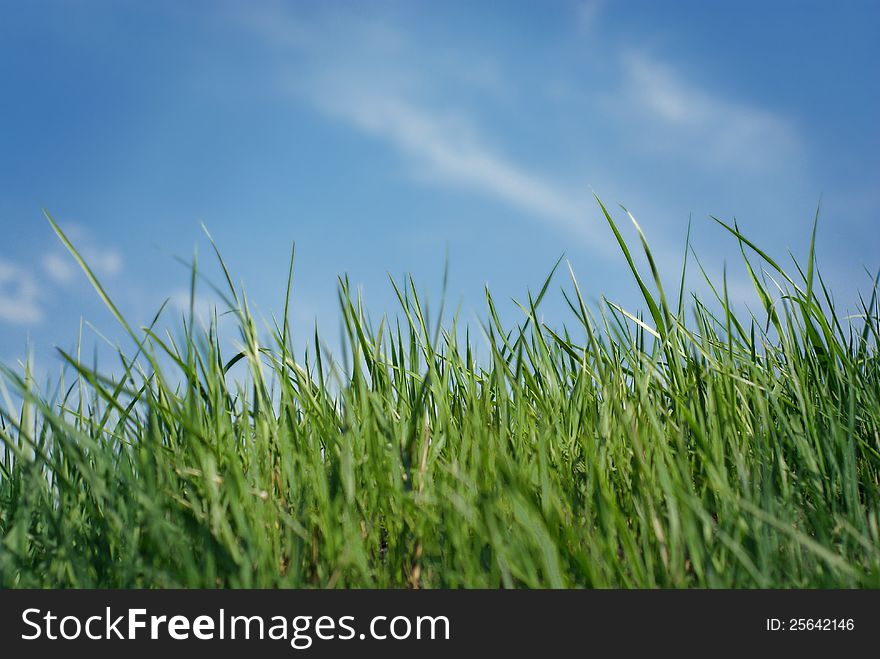 Green grass on the sunny day