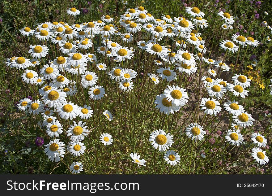 Blooming wild daisies in a forest glade