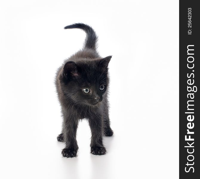 Fanny black kitten on white background