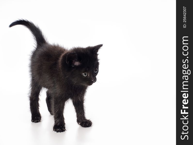 Fanny black kitten on white background