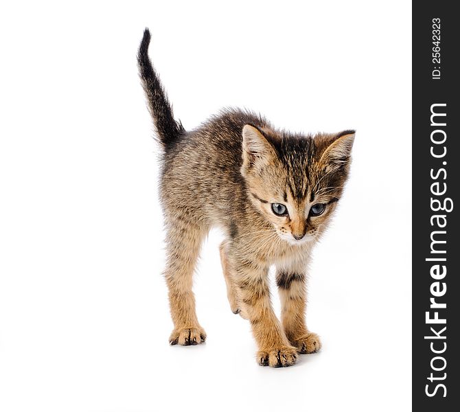 Fanny striped kitten on white background. Fanny striped kitten on white background