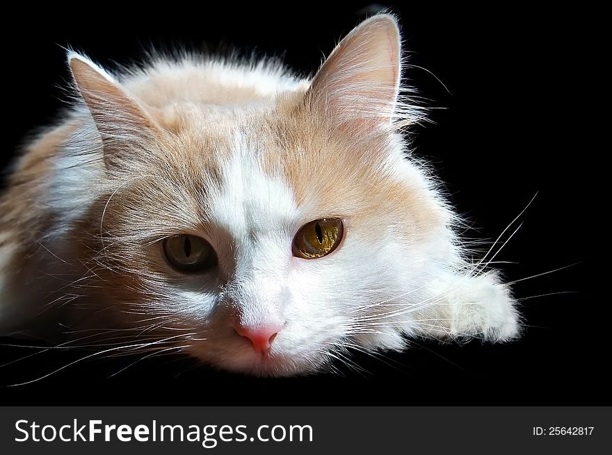 Portrait of a white cat lying on a black background. Portrait of a white cat lying on a black background
