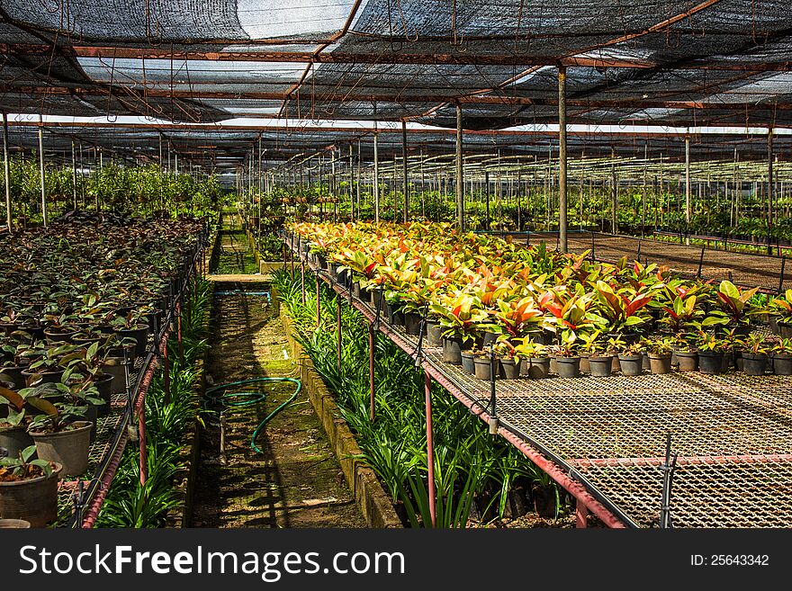 The old greenhouse In Thailand. The old greenhouse In Thailand.