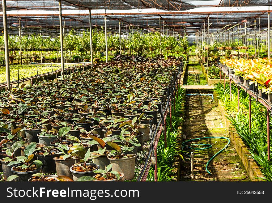 The old greenhouse In Thailand. The old greenhouse In Thailand.