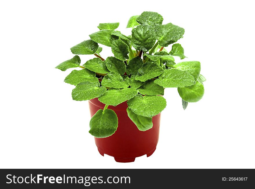 Green plant of violet in flower pot on white background. Green plant of violet in flower pot on white background