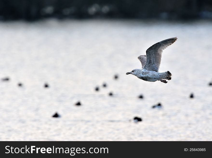 Seagull Gliding Over The Lake