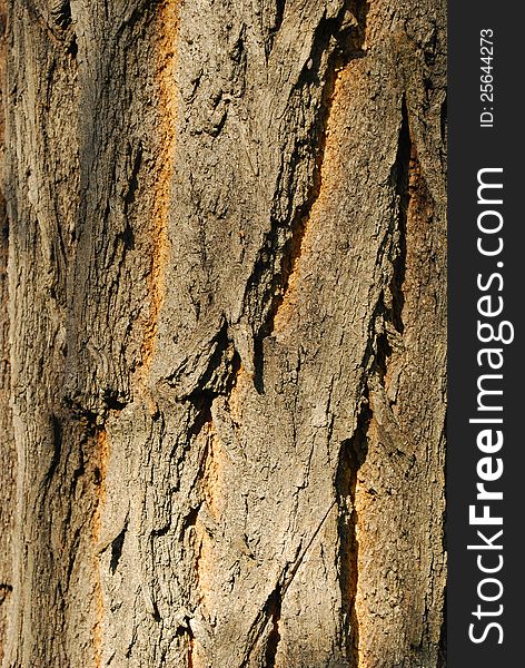 Bark Texture