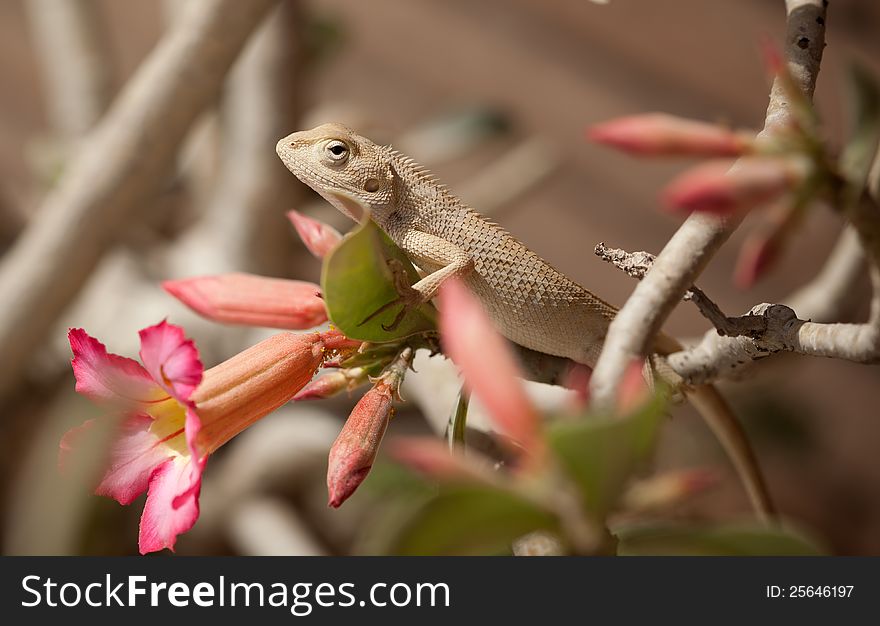 Bearded dragon (pogona vitticeps) on ondem flower plant in sunlight. Bearded dragon (pogona vitticeps) on ondem flower plant in sunlight