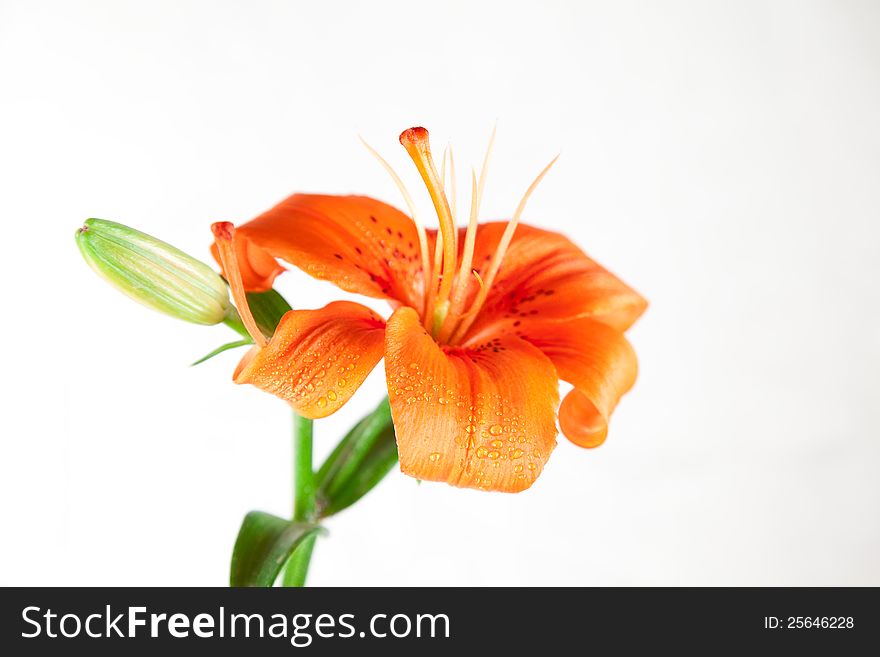 Colorful flower of lily over white background. Colorful flower of lily over white background