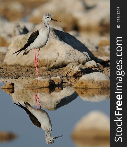 The bird is wading in the water to find something to eat.
The adult birds have very long legs.
This bird you can also call common stilt or pied stilt. The bird is wading in the water to find something to eat.
The adult birds have very long legs.
This bird you can also call common stilt or pied stilt.