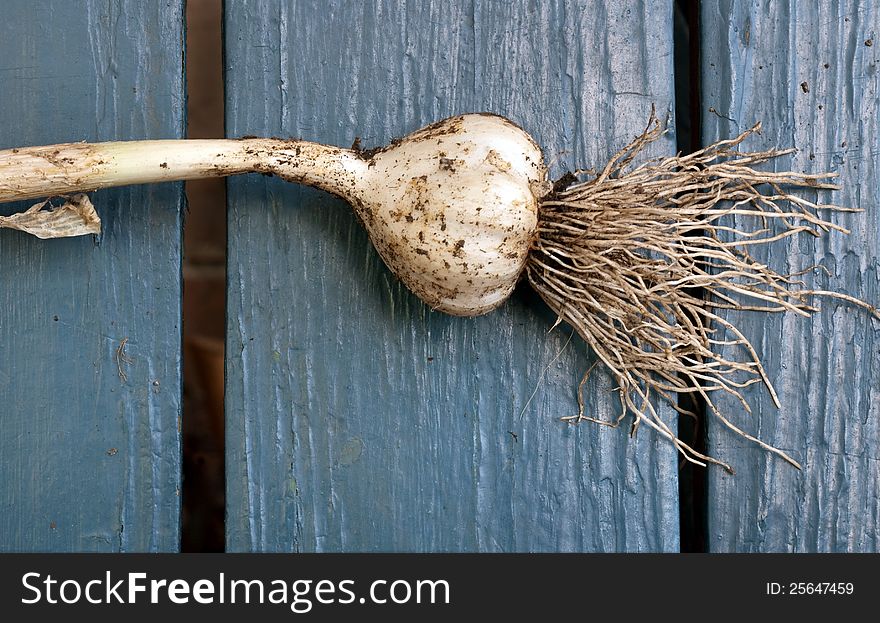 Freshly Harvested Garlic