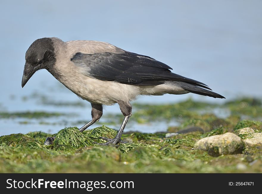 crow on the beach and collect food. crow on the beach and collect food