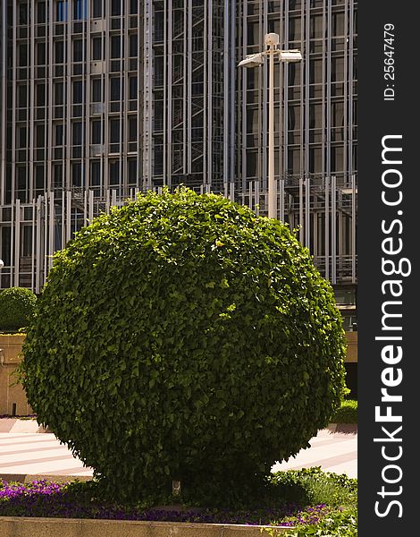 Tree with round cut off the facade of a modern office building. Tree with round cut off the facade of a modern office building