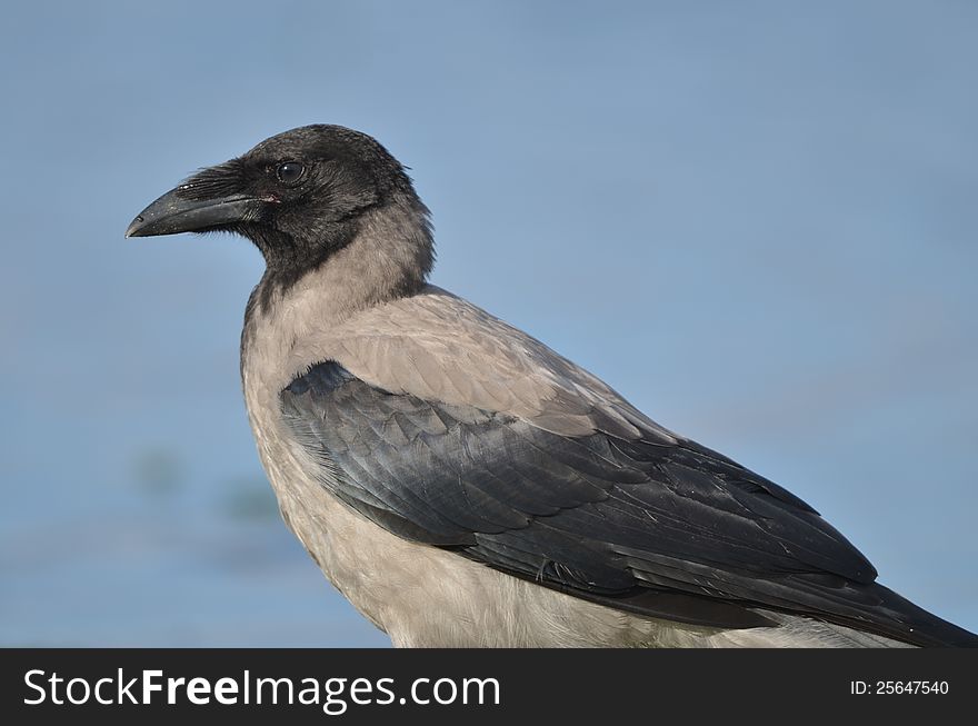 Crow on the beach and collect food