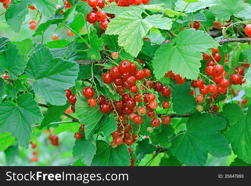 Ripe red currants hanging from bush