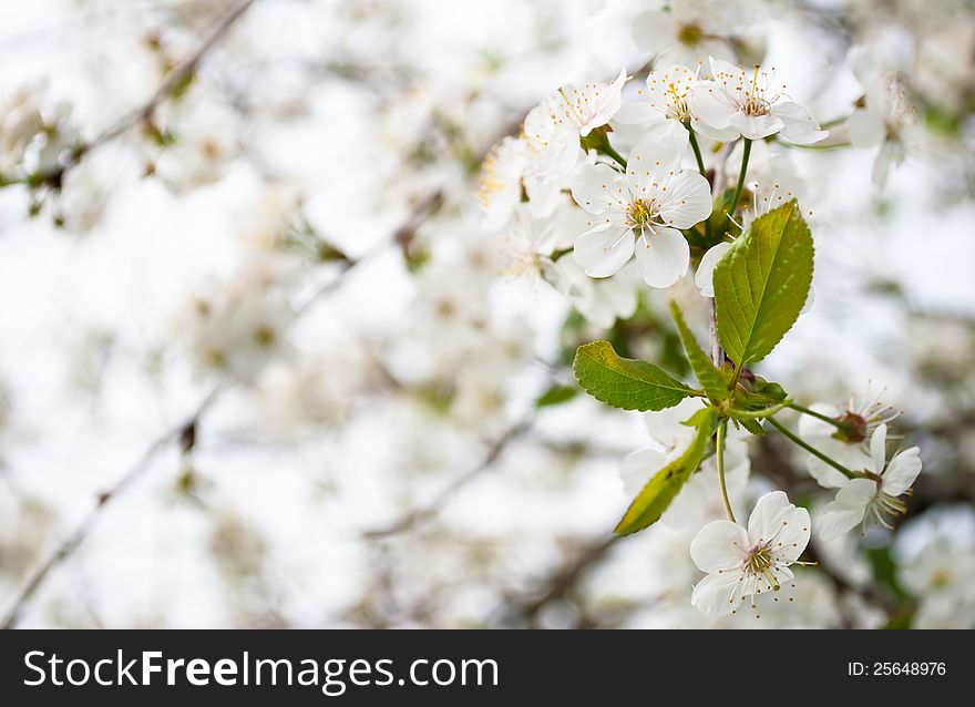 Cherry blossom in spring, the flowers on a branch