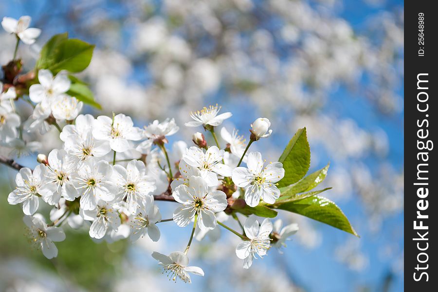 Spring cherry blossoms on a branch against the blue sky. Spring cherry blossoms on a branch against the blue sky