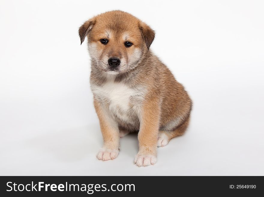 Small, pudgy puppy huskies and husky, a mixture of breeds