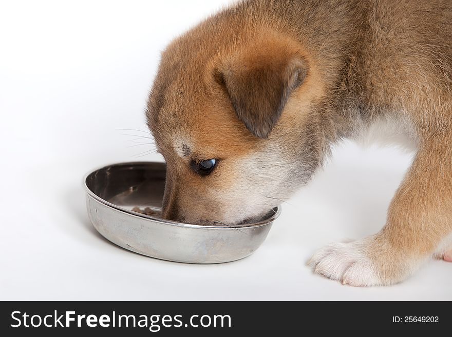 Small, pudgy puppy huskies and akita, a mixture of breeds. Small, pudgy puppy huskies and akita, a mixture of breeds