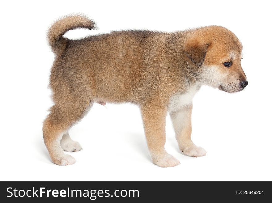 Small, yellow puppy huskies and akita, side view. Small, yellow puppy huskies and akita, side view
