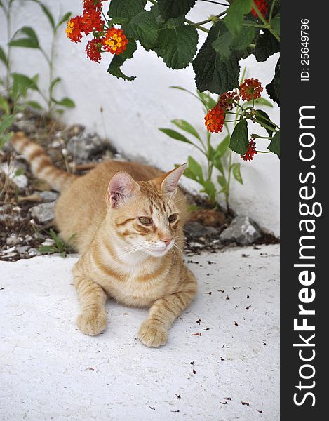 A ginger cat resting in a garden