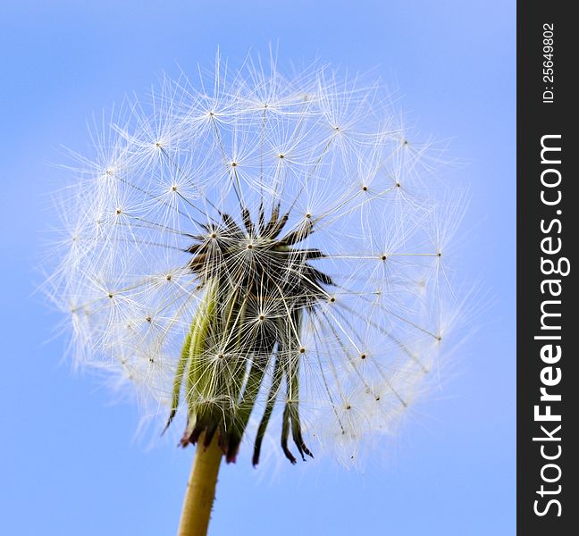 Dandelion seeds and blue sky