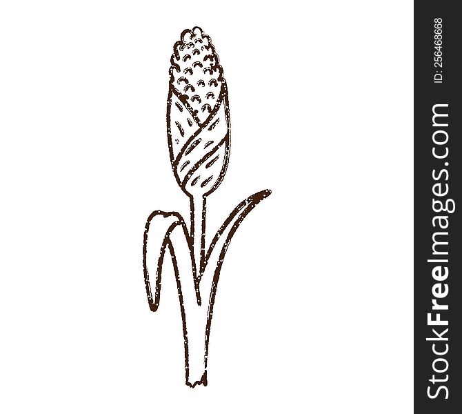 Corn Stalk Charcoal Drawing